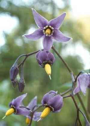 Bittersweet(Solanum dulcamara)