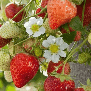 Fragaria × ananassa(Fragaria × ananassa)