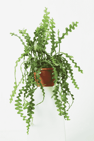 Rick rack cactus(Selenicereus anthonyanus)