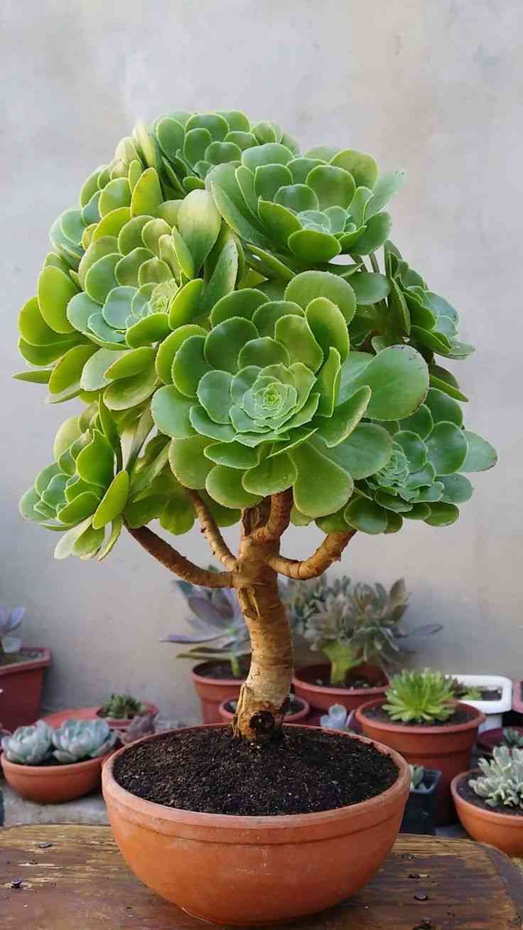 Tree aeonium(Aeonium arboreum)