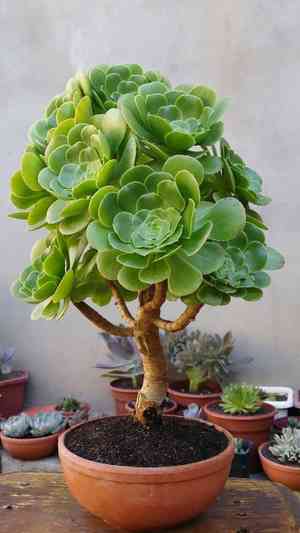 Tree aeonium(Aeonium arboreum)