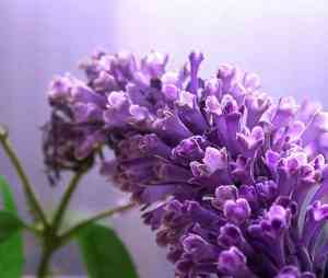 Butterfly Bush(Buddleja japonica)