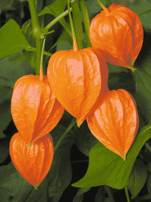 Physalis angulata(Physalis angulata)