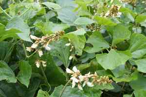 Yam bean(Pachyrhizus erosus)