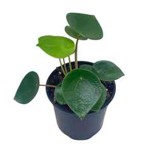 Peperomia polybotrya(Peperomia polybotrya)