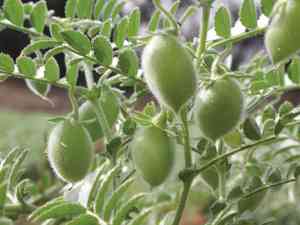 Chick Pea(Cicer arietinum)