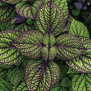 Common coleus(Coleus scutellarioides)