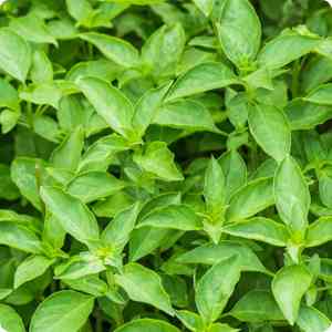 Wild basil(Ocimum americanum)