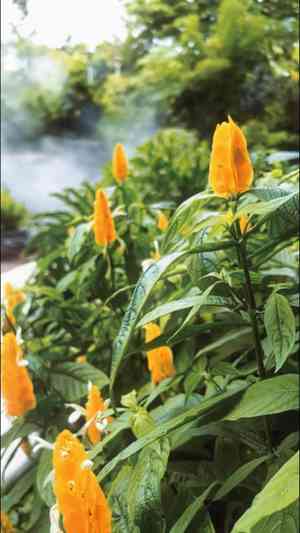 Golden shrimp plant(Pachystachys lutea)