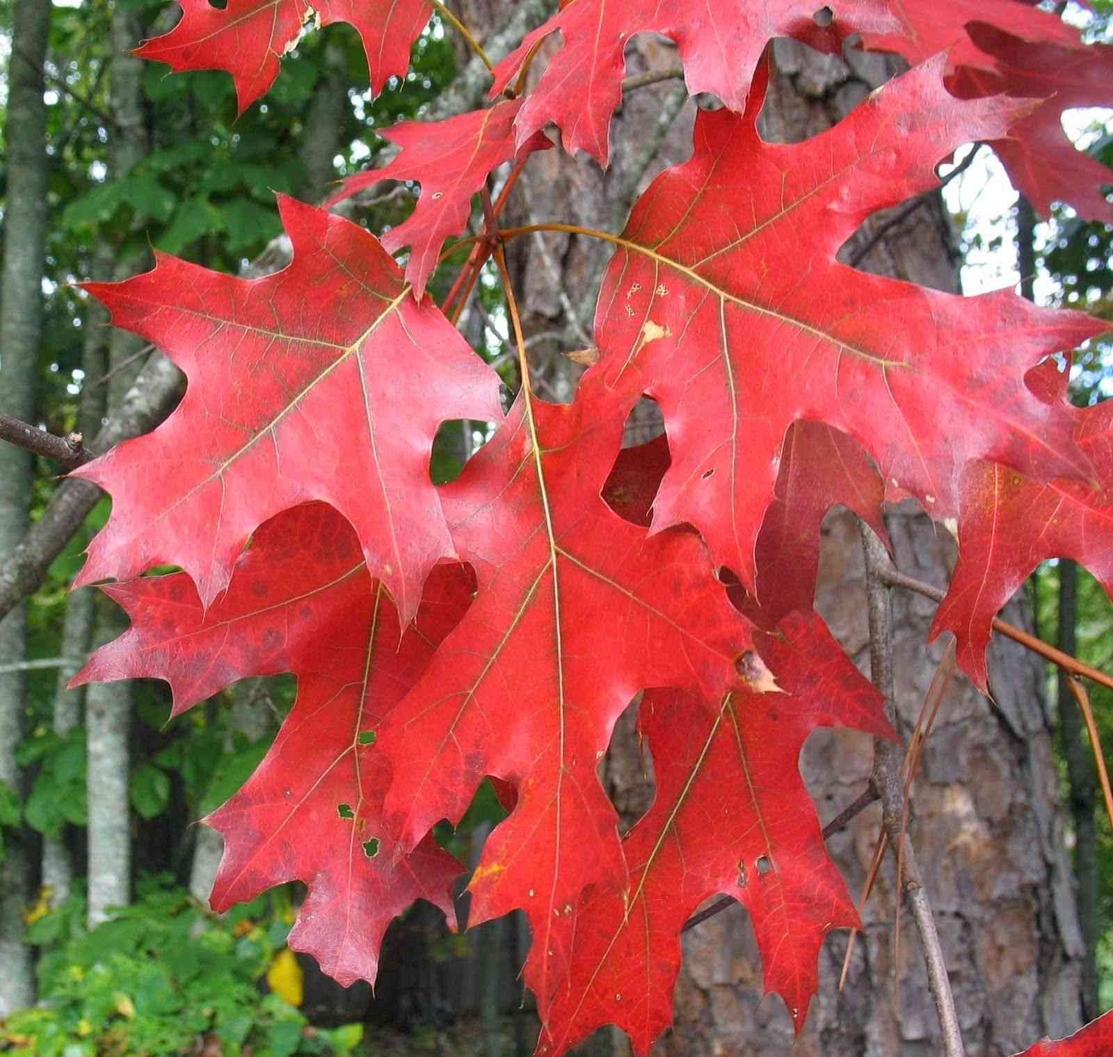 Northern red oak(Quercus rubra)