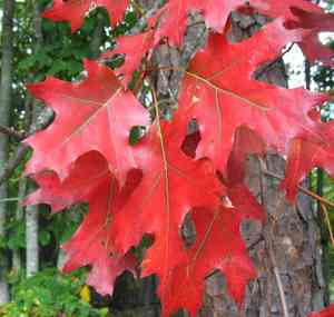 Northern red oak(Quercus rubra)