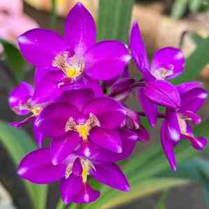 Philippine ground orchid(Spathoglottis plicata)