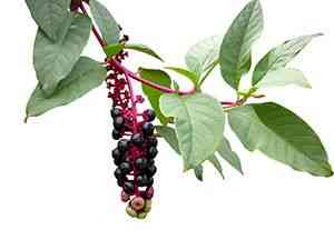 Southern pokeweed(Phytolacca bogotensis)