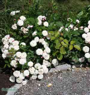 Evergreen rose(Rosa sempervirens)