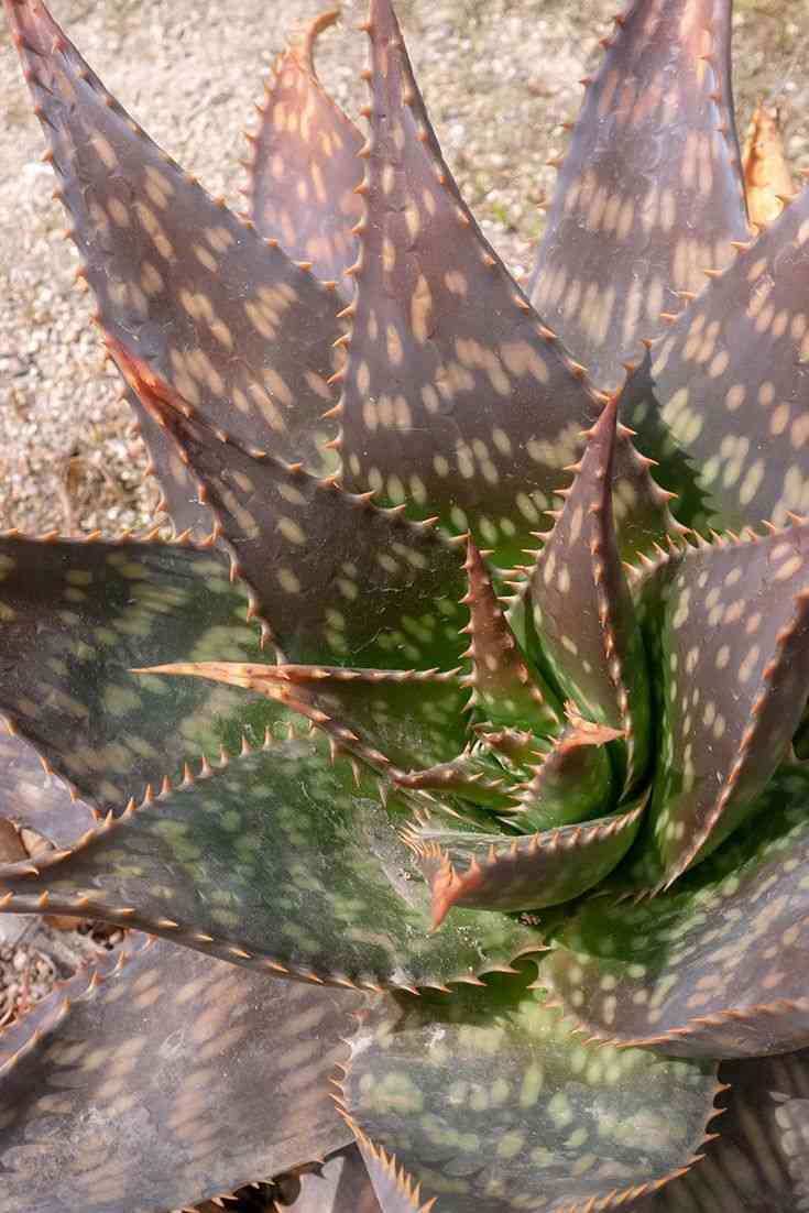 Soap aloe(Aloe maculata)