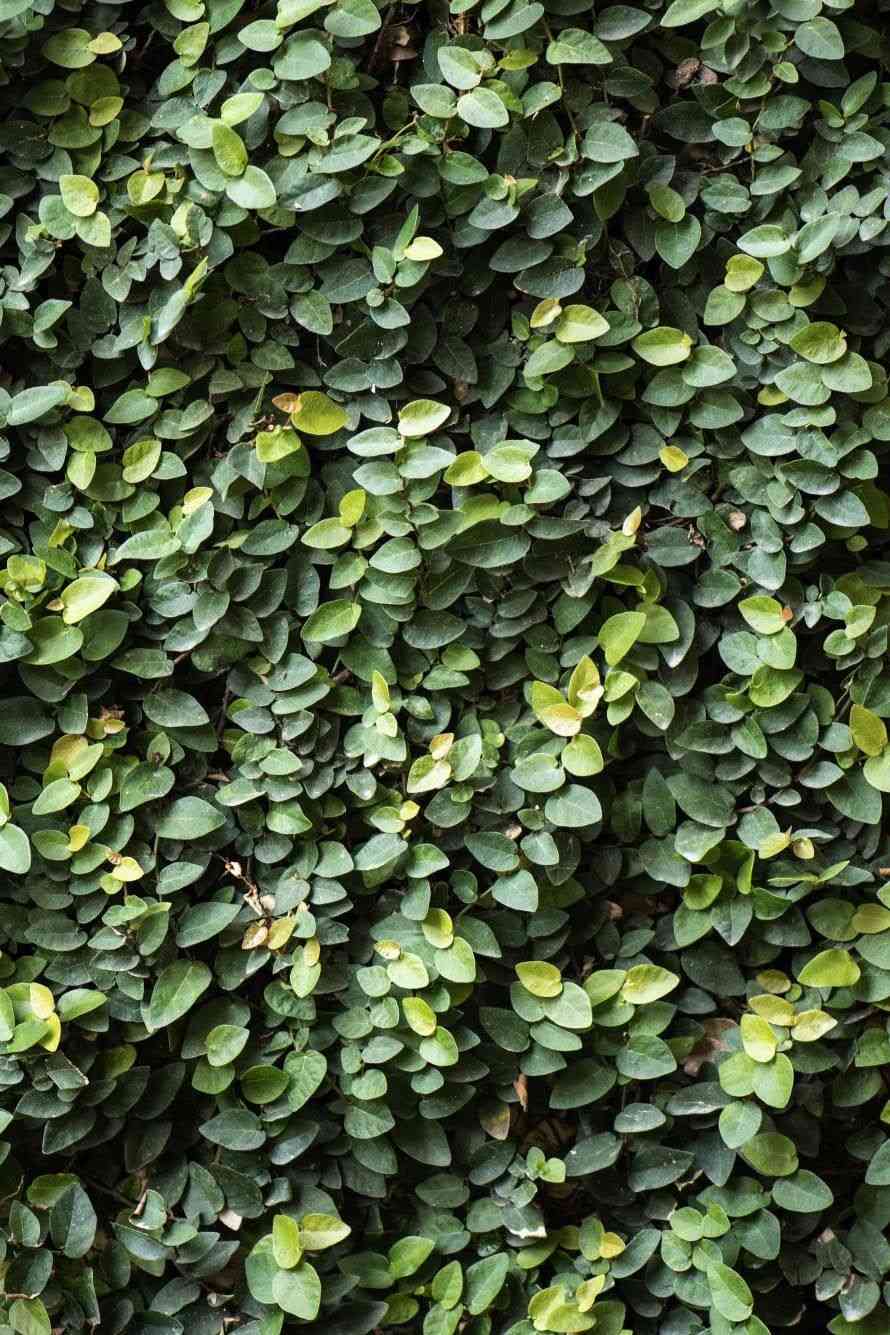 Creeping fig(Ficus pumila)