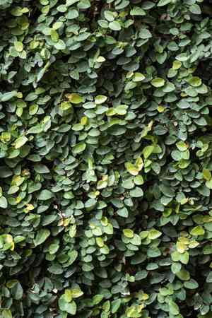 Creeping fig(Ficus pumila)