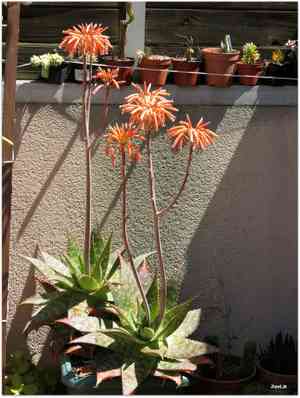Soap aloe(Aloe maculata)