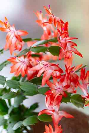 False christmas cactus(Schlumbergera truncata)