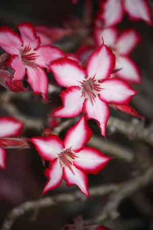 Adenium multiflorum(Adenium multiflorum)
