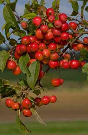 Siberian crab apple(Malus baccata)
