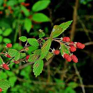 Sawtooth blackberry(Rubus argutus)