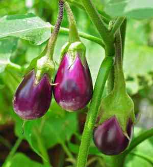 Eggplant(Solanum melongena)