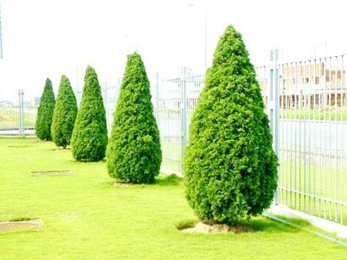 Chinese juniper