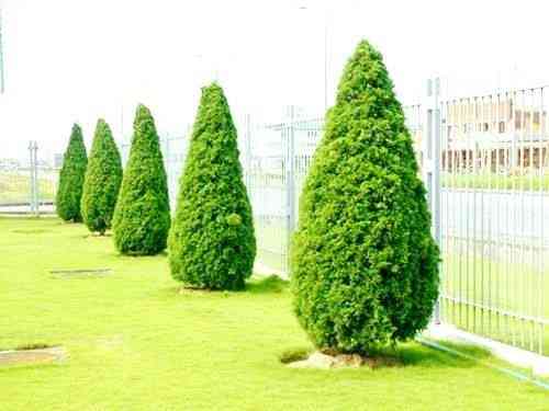 Chinese juniper(Juniperus chinensis)