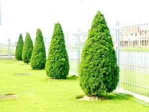 Chinese juniper(Juniperus chinensis)