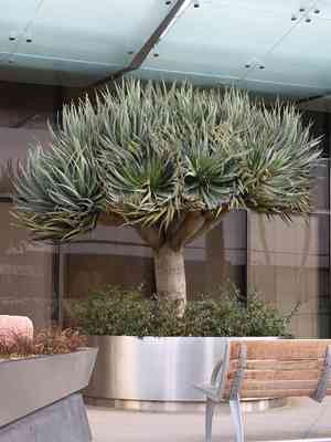 Dragon tree(Dracaena draco)
