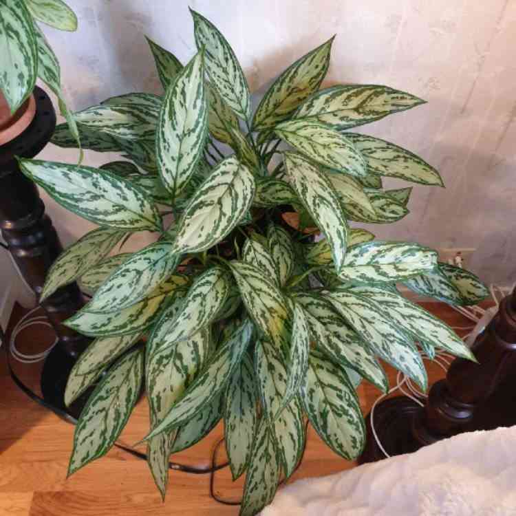 Chinese evergreen(Aglaonema commutatum)