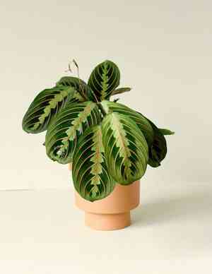 Prayer plant(Maranta leuconeura)