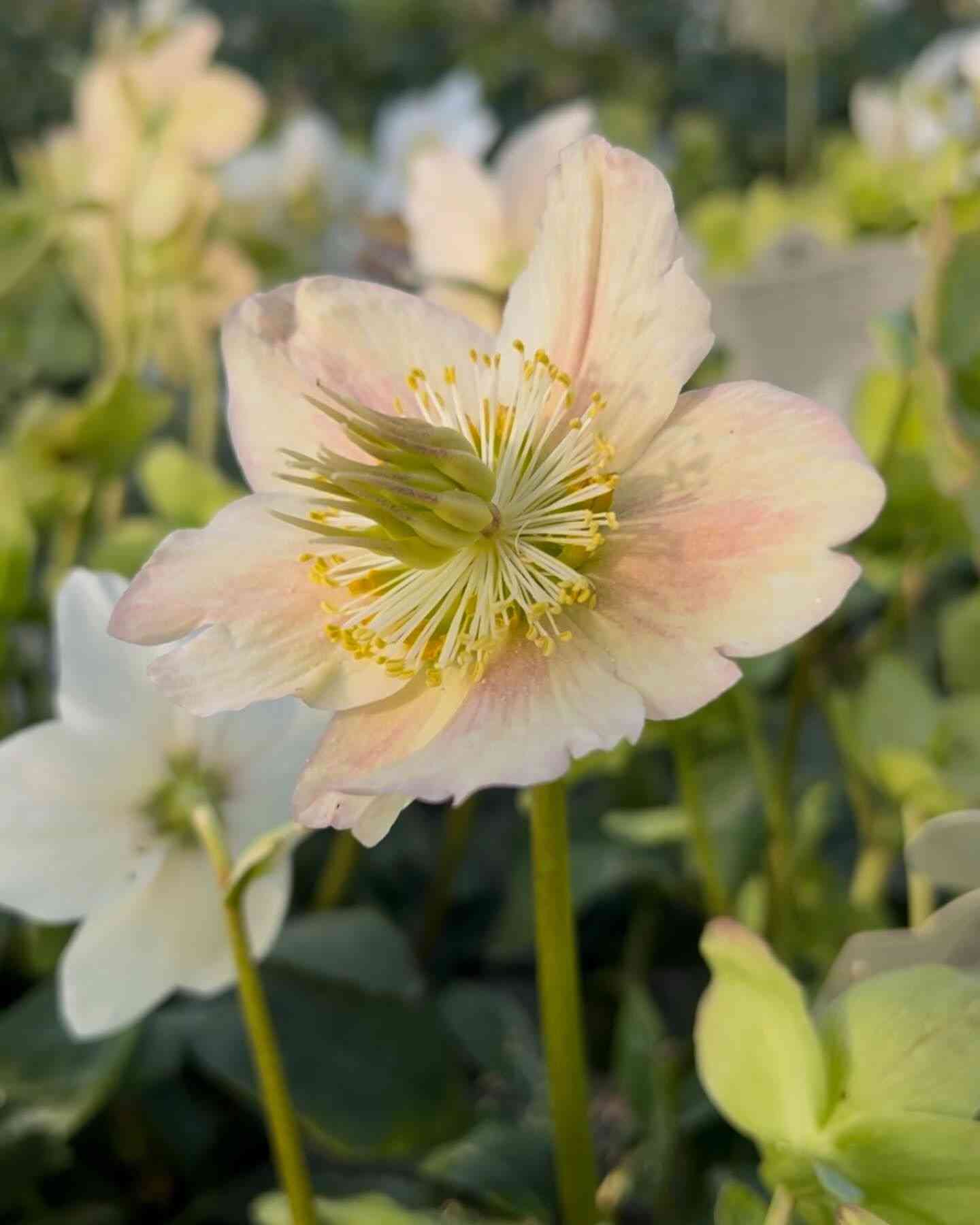 Christmas rose(Helleborus niger)