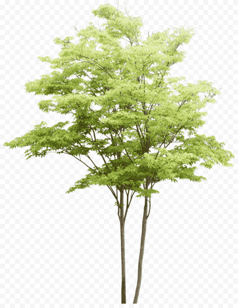 Black poplar(Populus nigra)