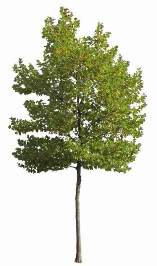 American sycamore(Platanus occidentalis)