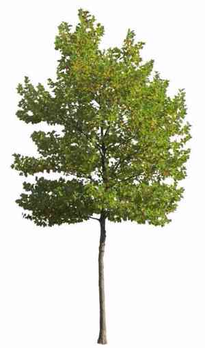 American sycamore(Platanus occidentalis)