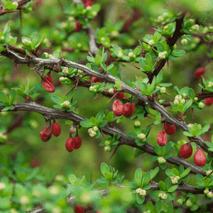 Japanese barberry(Berberis thunbergii)