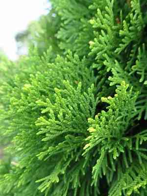 Arborvitae(Thuja occidentalis)
