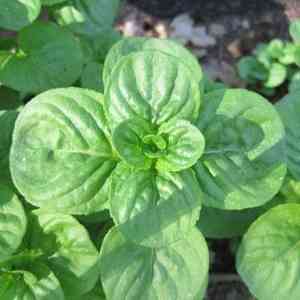 Apple Mint, Round-leaved Mint(Mentha × rotundifolia)