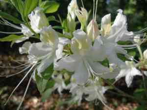 Rhododendron alabamense(Rhododendron alabamense)
