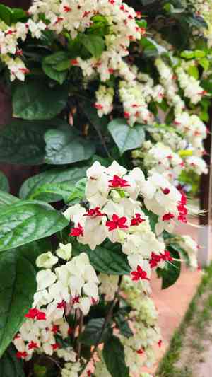 Bleeding-heart vine(Clerodendrum thomsoniae)