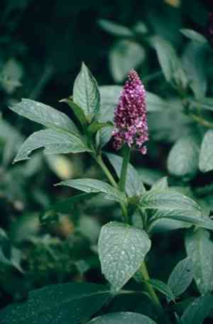 Southern pokeweed(Phytolacca bogotensis)