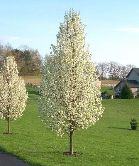 Bradford pear