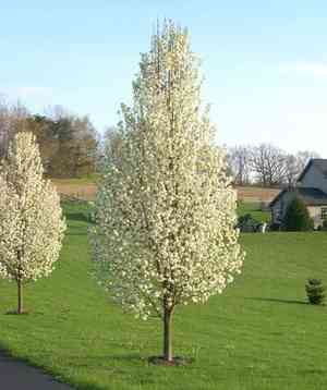 Bradford pear(Pyrus calleryana)