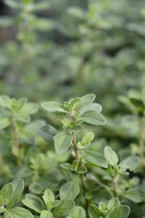 Sweet marjoram(Origanum majorana)