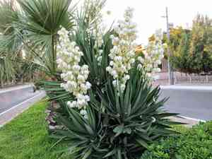 Spanish dagger(Yucca gloriosa)