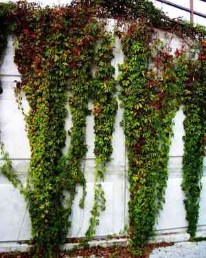 Virginia creeper(Parthenocissus quinquefolia)