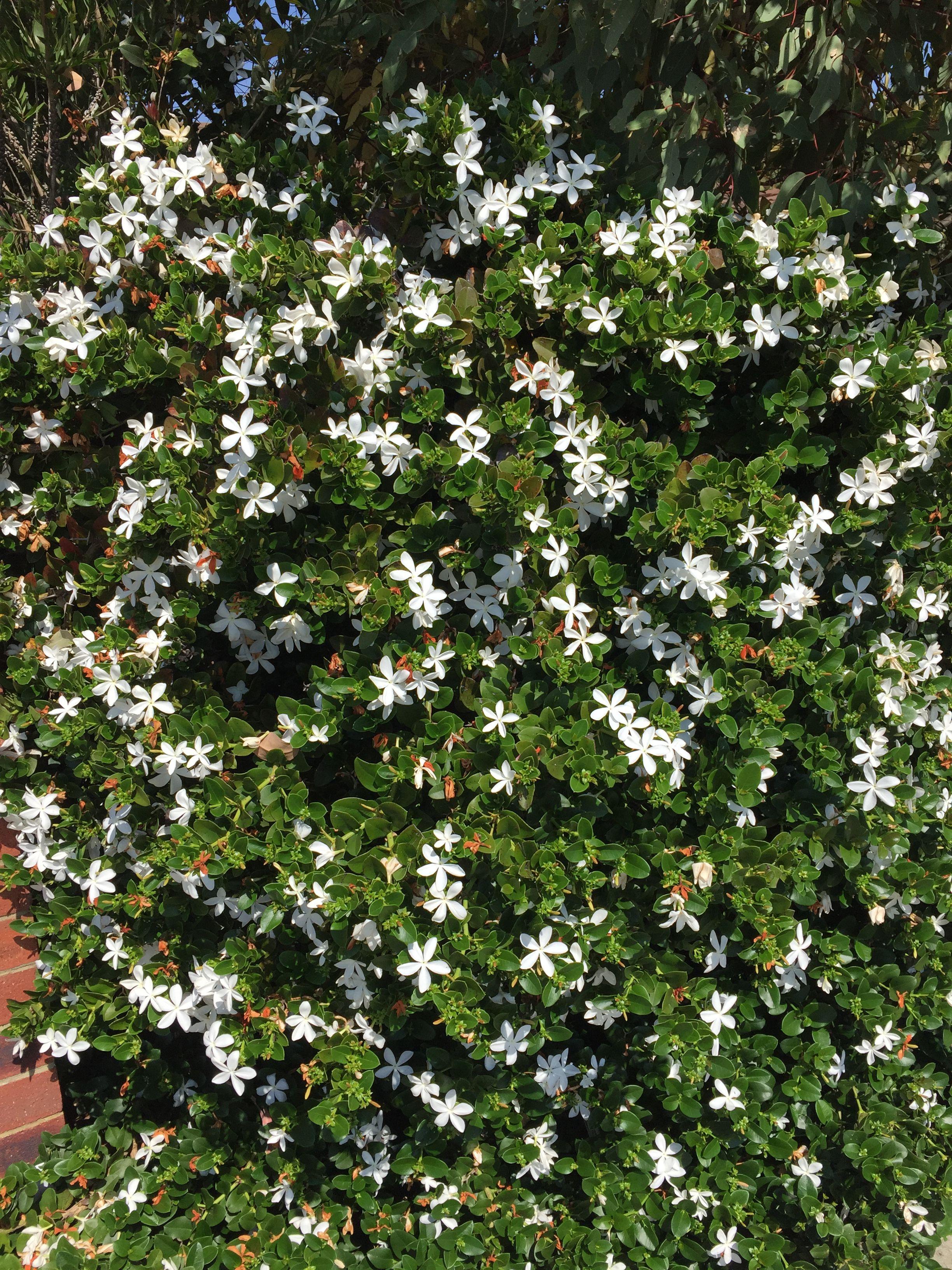 Natal plum