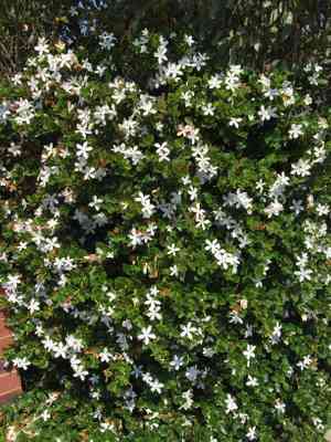 Natal plum(Carissa macrocarpa)